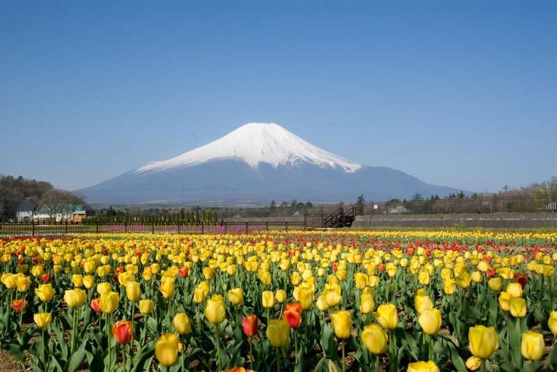 【奈良県内発】 花薫る富嶽の感動！富士山眺望春めぐり２日間3
