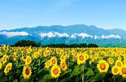 【早割30】[横浜発]旬の桃狩り食べ放題＆八ヶ岳を望むひまわり畑散策♪大人気の『桔梗信玄餅詰め放題』体験ハイジの村散策やスイス風ランチバイキング等日帰りバスツアー