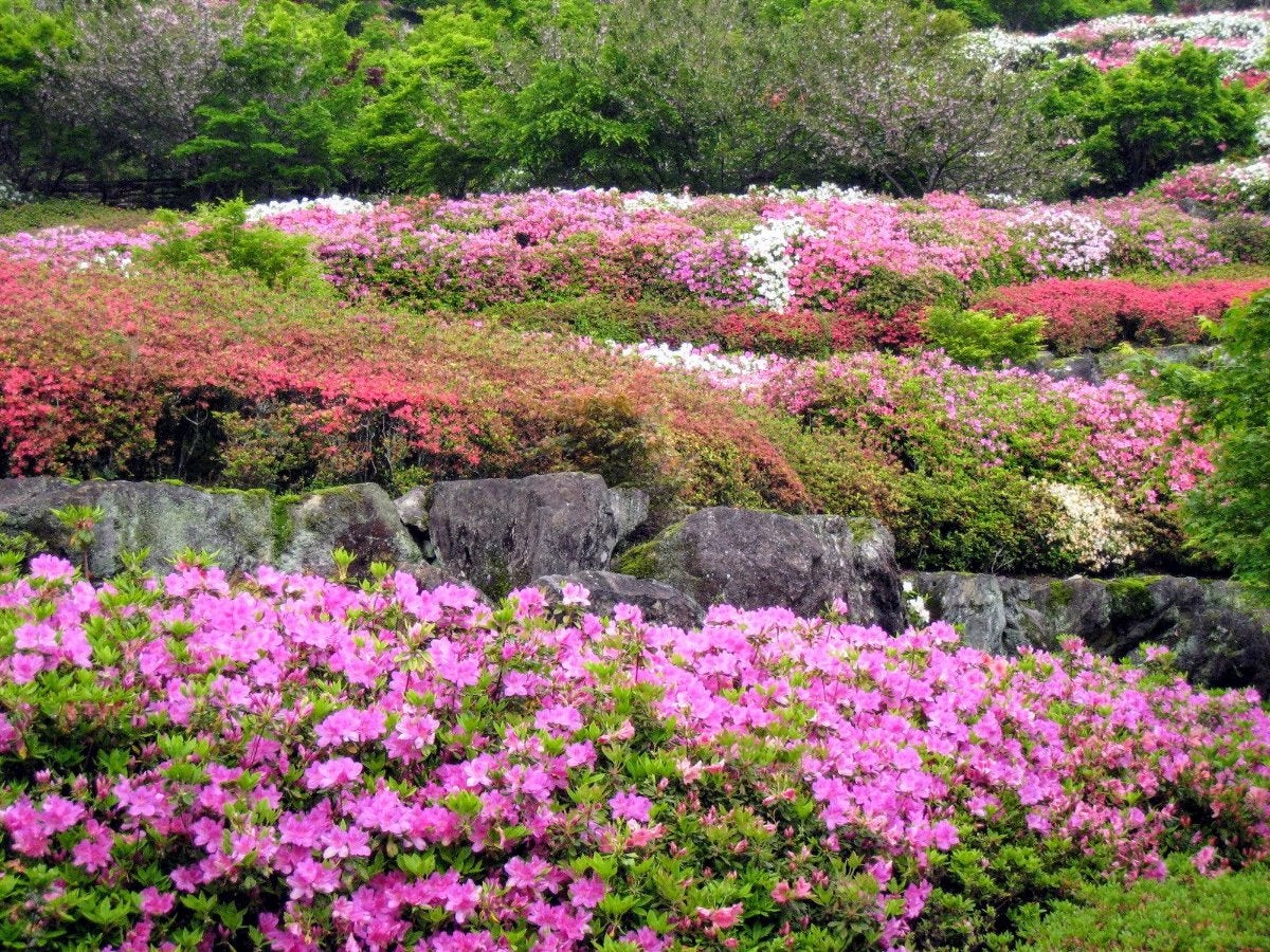 【バスハイク／添乗員同行／福岡(天神)発】 花香る春 紫のカーテン中山大藤と ツツジに彩られる十可苑 いちご狩り食べ放題も♪3