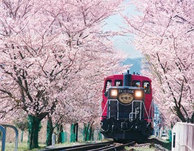 春の嵯峨野トロッコ列車と嵐山散策