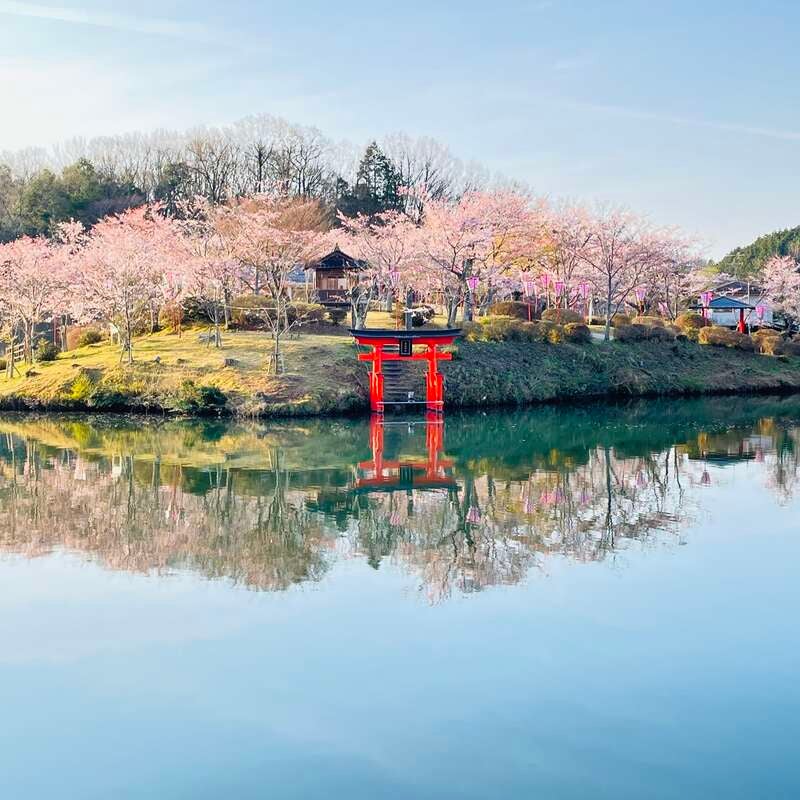 【広島・古市発】 芸備線ローカル列車と庄原の3つの桜めぐりと庄原さくら温泉で過ごす休日　日帰り1