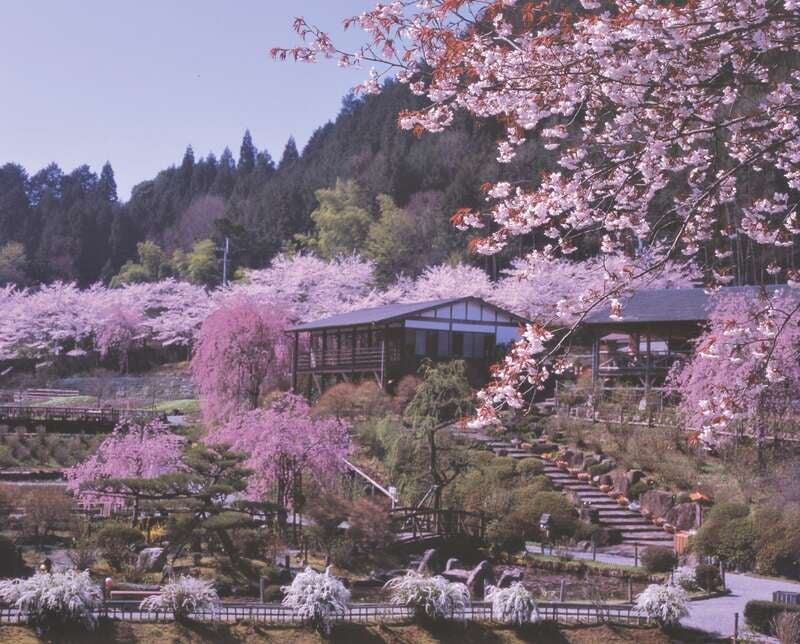 【明石・三宮ルート発】 奈良2つのしだれ桜 名所めぐり“高見の郷”＆“花の郷 滝谷”と 三輪明神「大神神社」  日帰り3
