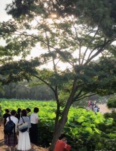 【上三川・下野・小山・佐野発着】夏限定！早朝の涼を楽しむ横浜紀行　～三渓園観蓮会と中華街散策～【朝食付】3