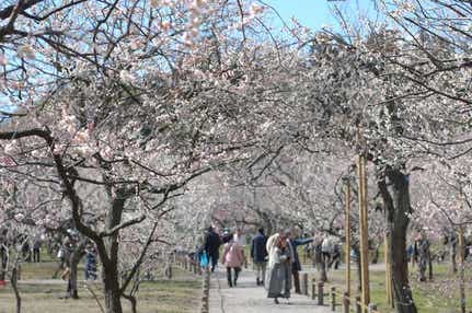 【旭川エリア発】 水戸偕楽園梅まつり・世界遺産日光・会津西街道大内宿・鶴ヶ城公園　 常夏のハワイ！スパリゾートハワイアンズとＰremium鬼怒川観光ホテル３日間