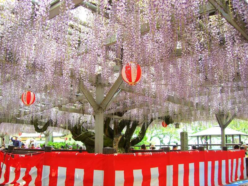 【光・下松・徳山発】年に一度の一般開放！久留米世界つつじセンターと小郡の将軍藤～500㎡の広大な藤棚～　日帰り1