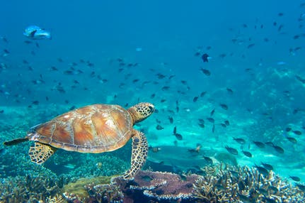 【宮崎空港発】 「黒島・石垣島・西表島・竹富島・由布島」　八重山諸島５島めぐり４日間