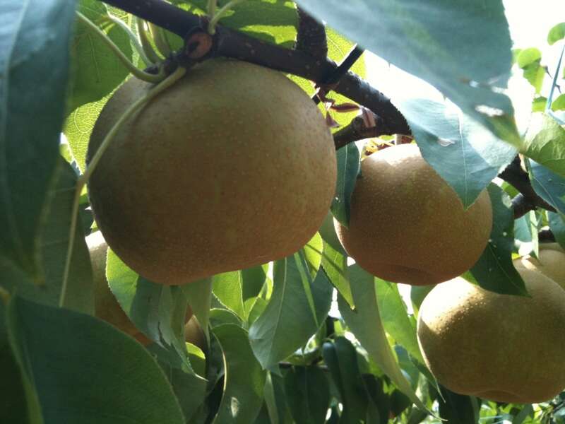 【新潟県内発】 新潟県読売会ＹＣタイアップ企画　ふくしま巨峰＆梨のダブル狩り食べ放題と大内宿　日帰り1