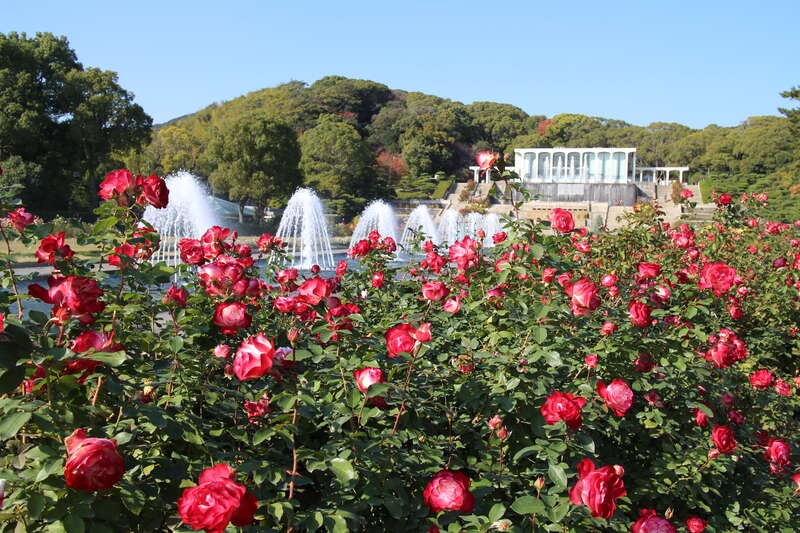 【JR福山駅発】華麗なる薔薇と淡路島de優雅なランチ　日帰り1