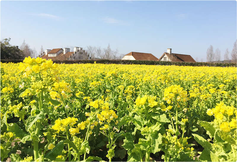 【高知県内発】 陽春の岡山を満喫！種類の多さ日本一の「和気町藤公園」と季節の花咲く「ドイツの森」　日帰り3
