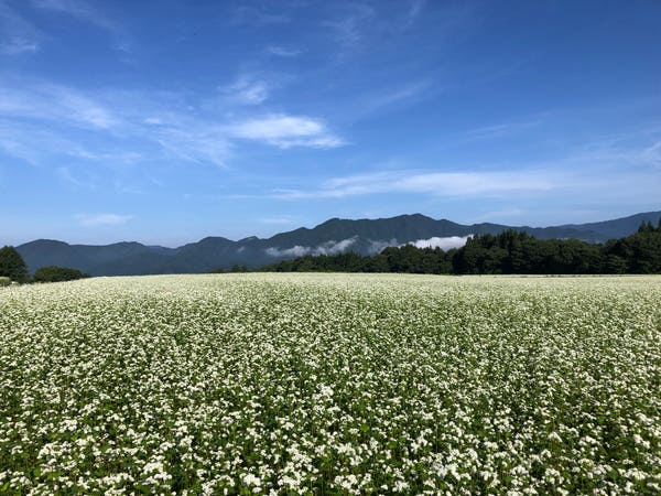 【山形駅東口（駅前交番前）発】 桃1箱お土産付！福を招く黄金桃狩り食べ放題と真っ白な猿楽台地のそば畑＆大内宿の名物ねぎそば（日帰り）3