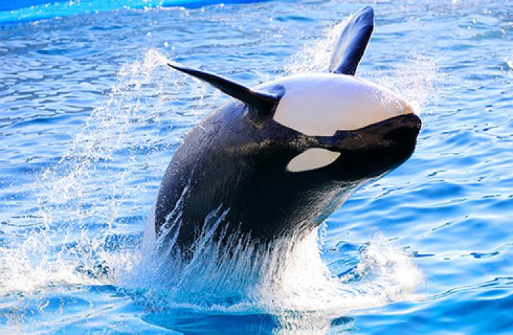 ★3/25催行決定!★ [新宿発]絶品海鮮浜焼き食べ放題と鴨川シーワールドでたっぷり2時間滞在！＜海の王者シャチ・イルカ・アシカによる大迫力のパフォーマンスショーを間近で鑑賞♪＞1