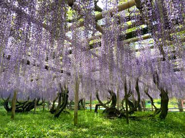 【泉州メインルート発】 GWミステリー　日帰り