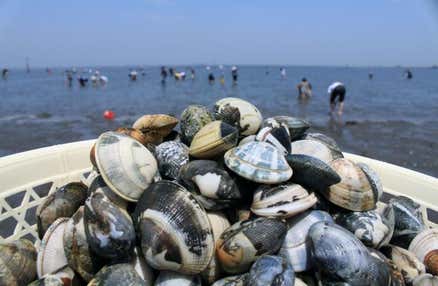 【早割30】[新宿発]いちご狩り食べ放題＆ワクワク楽しい潮干狩り体験※2kgお持ち帰り付！サザエの炊き込み弁当の昼食付きで嬉しい日帰りバスツアー！