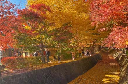 早割適用で5,980円～!!【早割30】[横浜発]第27回富士河口湖紅葉まつり＆季節のぶどう狩り食べ放題！日本三奇橋『甲斐の猿橋』や秋深まる『鐘山の滝』『ふじさんミュージアム』も満喫の日帰りバスツアー