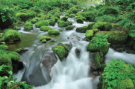 鳥取県割(芦屋・三宮発)「とっとり花回廊」・「木谷沢渓流」散策と大山・天空リフト空中散歩 日帰り ワクチン・検査パッケージ適用ツアー