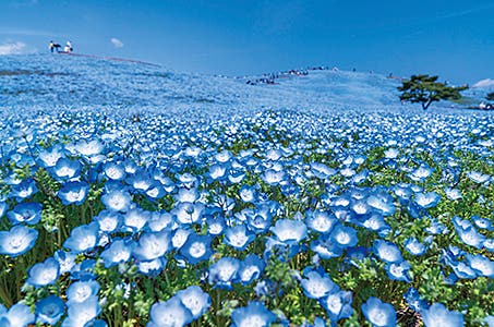 【いば旅あんしん割適用】横浜発 国営ひたち海浜公園バラ観賞・那珂湊おさかな市場 茨城産メロン持帰り日帰り ワクチン・検査パッケージ適用 いば旅あんしん割適用で1人あたりの旅行代金5000円割引