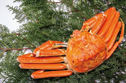 【JR広島駅発着】本ズワイガニ1杯(約500g)お持ち帰りと千屋牛焼肉ランチを食すGO!GO!にいみ 岡山日帰り