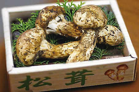 (JR奈良・西大寺発)箱入り松茸5本又は近江牛400g選べるお持ち帰り 近江牛松茸鉄板焼きフルコース岐阜日帰り ワクチン・検査パッケージ適用