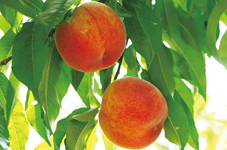 東京発 フルーツ王国山梨白桃狩り食べ放題(30分)と白桃お持ち帰り・うなぎ釜飯&富士桜ポークのご昼食 日帰り ワクチン・検査パッケージ適用!白桃狩り食べ放題♪