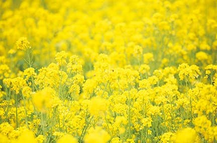 新宿発 沿線を彩る菜の花畑♪ローカル列車いすみ鉄道養老渓谷大喜多ハーブガーデン・新鮮ハーブランチプレート 日帰り 全国旅行支援対象コース