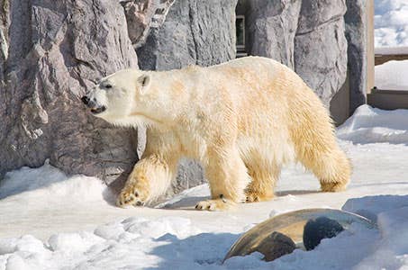 【どうみん割/札幌駅発】北竜町ひまわりと旭山動物園・ランチビュッフェのご昼食 日帰り ワクチン・検査パッケージ適用/旅行代金表示価格はどうみん割適用前価格となります