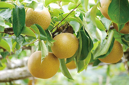 「佐賀支え愛宿泊キャンペーン」【博多/基山PA発着】シャトー文雅で和フレンチを食す!うきは梨狩り 日帰り 表示されている旅行代金から5000円割引!さらに2000円の地域限定クーポン付