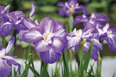 新宿発 約150万本の花菖蒲!水郷佐原あやめパークと成田山新勝寺ランチはローストビーフやスイーツなどホテルビュッフェ♪日帰り ワクチン・検査パッケージ適用!小江戸佐原の街並みを散策!