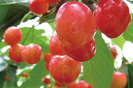 さいたま新都心発 山梨さくらんぼ狩り食べ放題と甲斐善光寺御開帳・メロン1玉さくらんぼお持帰り 日帰り ワクチン・検査パッケージ適用!7年ぶりの御開帳記念企画!!