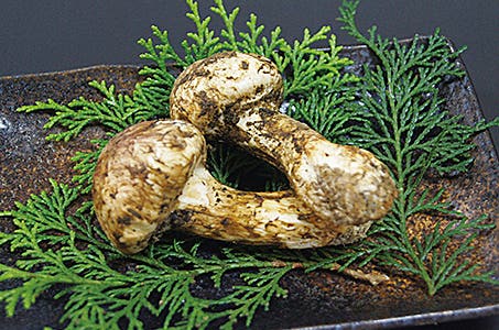 【四日市発着】秋の味覚「松茸」&ブランド牛「近江牛」秋のよくばりデリシャススペシャル滋賀・岐阜日帰り <ワクチン・検査パッケージ適用ツアー><バス相席あり>