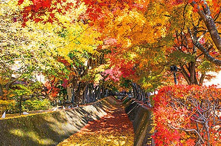 西船橋発 秋の味覚山梨紅葉スペシャル!河口湖もみじ回廊ライトアップ・富士山ロープウェイ・猿橋日帰り ワクチン・検査パッケージ適用 秋の味覚と山梨紅葉をお楽しみ♪