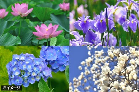 第4回 関西花の寺二十五ヵ所めぐり 日帰り <バス相席あり>