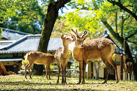 奈良割(川西能勢口・阪神尼崎発)奈良ホテルで食すフレンチコースとぶらり奈良公園 橿原神宮 日帰り ※ツアー当日参加者全員の本人確認書類・ワクチン3回接種証明又はPCR陰性証明の持参が参加条件