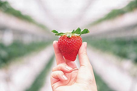 【全】5種のいちご食べ放題付きバイキング(約60分)と天空の絶景リゾートびわ湖テラス 日帰り バス席相席あり