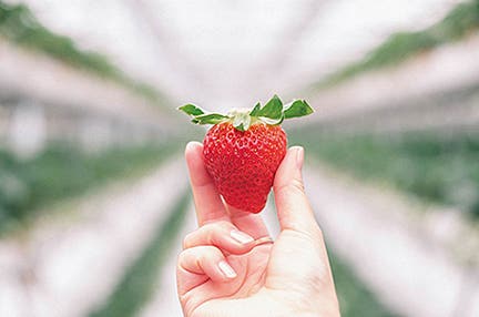 和歌山(姫路発)国産伊勢海老・紀州梅真鯛を食すいちご狩り食べ放題 美食の旅 日帰り ※ツアー当日参加者全員の本人確認書類・ワクチン3回接種証明又はPCR陰性証明の持参が参加条件