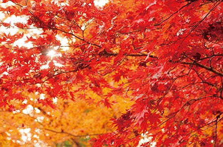 早期特典【大府・太田川発着】何度も見たい近江3つの紅葉スペシャル 日帰り <ワクチン・検査パッケージ適用ツアー><バス相席あり>