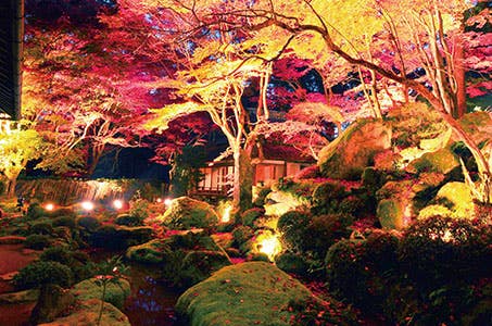 【大府・太田川発着】教林坊紅葉ライトアップとメタセコイア並木 澤井姫和牛・松茸鉄板焼きの昼食 日帰り <ワクチン・検査パッケージ適用ツアー><バス相席あり>