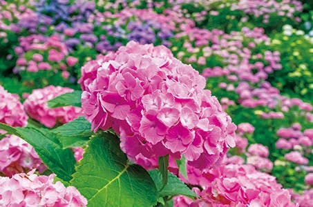 西船橋発 初夏の花ダブル鑑賞♪ラベンダー畑「千年の苑」と約16000株のアジサイ「幸手権現堂」と川越散策 日帰り ワクチン・検査パッケージ適用!ラベンダーとあじさいの2つの花を見に行こう!