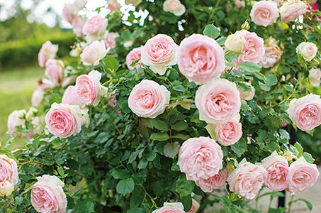 横浜発【いば旅あんしん割適用】いばらきフラワーパークへ茨城3つの花名所めぐり・メロン1玉お持ち帰り♪日帰り ワクチン3回接種・検査パッケージ適用 いば旅あんしん割適用で1人あたりの旅行代金5000円割引