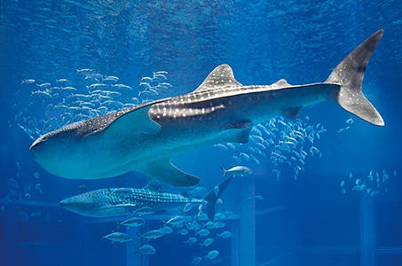大阪府民割(姫路・加古川発)世界最大級水族館「海遊館」・ホテルランチバイキング&長居植物園 日帰り ワクチン・パッケージ適用ツアー