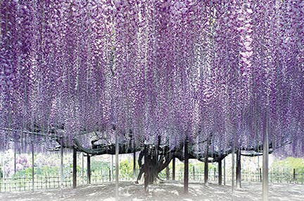 新宿発 あしかがフラワーパーク・樹齢160年におよぶ大藤を観賞♪レトロな蔵造りの街並み・小江戸川越散策 日帰り 縁結びの神様♪川越氷川神社へもご参拝!