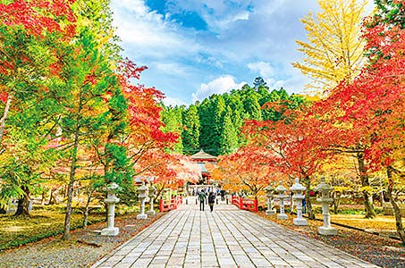 (JR奈良・西大寺発)秋彩に染まる高野山神秘の紅葉と錦秋の長谷寺&松茸御膳を食す 日帰り ワクチン・検査パッケージ適用
