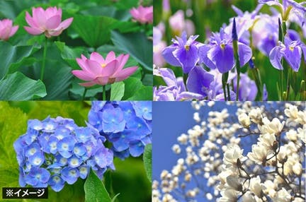*(2名様以上参加/梅田・なんば発) 第7回 関西花の寺25ヵ所めぐりと美食の旅 日帰り ワクチン・検査パッケージ適用