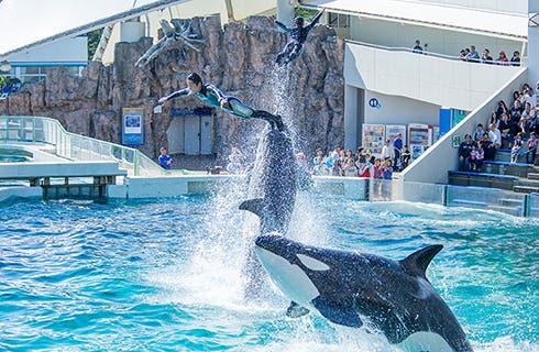 <2名様から催行保証!>【鴨川シーワールド】海の王者シャチ・イルカ・アシカ・ベルーガによる圧巻のパフォーマンスショー&【マザー牧場】可愛らしい動物達の楽園♪ の房総2大テーマパーク巡り!