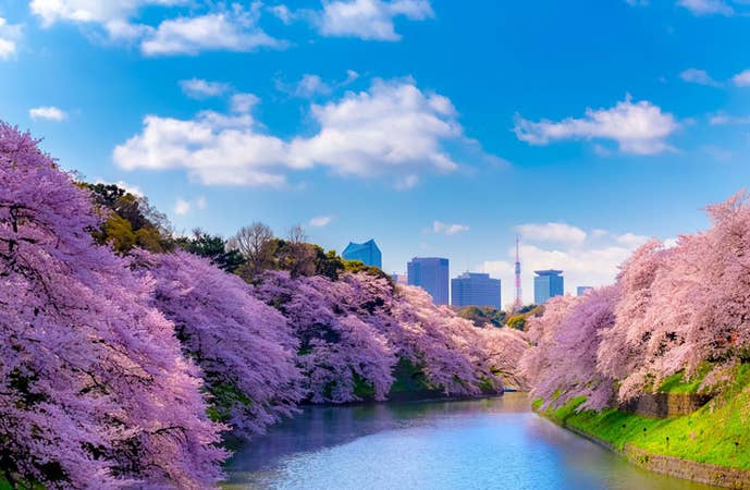 オープントップバスで行く『TOKYOお花見バス』 都内の桜の名所をハイライトで巡る車窓観光ショートトリップ!(12:00出発)