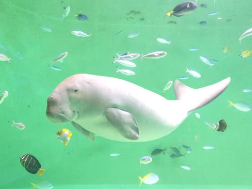 人魚伝説のモデル「ジュゴン」に会いに行こう!In鳥羽水族館