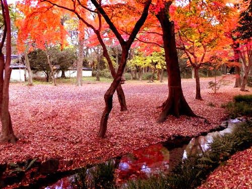 【お支払い実額 5,580円】全国旅行支援!京都なごり紅葉 !紅葉の下鴨神社&紅葉トンネル龍安寺&嵐山でランチバイキング