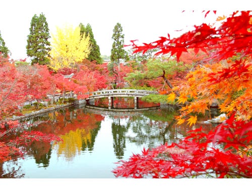 愛知発 人気の日帰り 宿泊季節の花 紅葉バスツアー一覧 バス比較なび