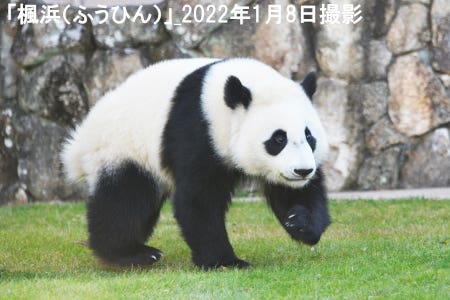 かわいいパンダに会いに行こう!In南紀白浜アドベンチャーワールド