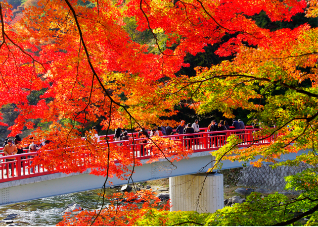 <新宿発・西船橋駅発>東海随一! 紅葉の香嵐渓もみじライナー♪~うれしい 天然温泉の朝風呂付き!まだ、人の少ない朝一番の到着でゆったり4時間滞在~