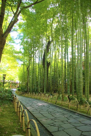 【勝田台・八千代台発】新緑と青もみじを楽しもう!《修善寺散策》《浄蓮の滝》 ~トイレの神様《明徳寺》さすってまたいで運気UP!~<5月発>